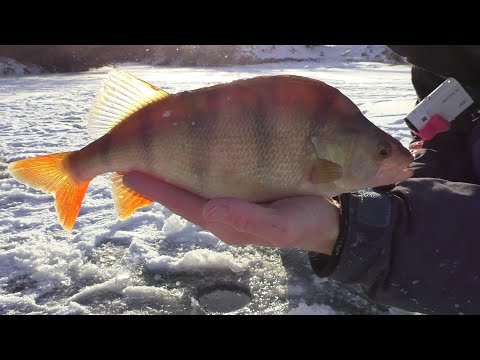 Видео: Ловля окуня на безмотылку на малой речке. Первый лёд. 22 ноября 2022.