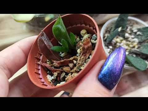 Видео: Размножение хавортии и гастерии листьями: первые заметные результаты