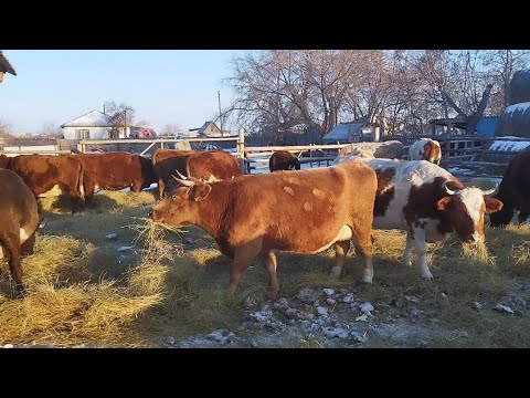 Видео: Ауыл тынысы.Бордақы бұқалар,сиырлар,қойлар.Ауылдағы сырғанақ
