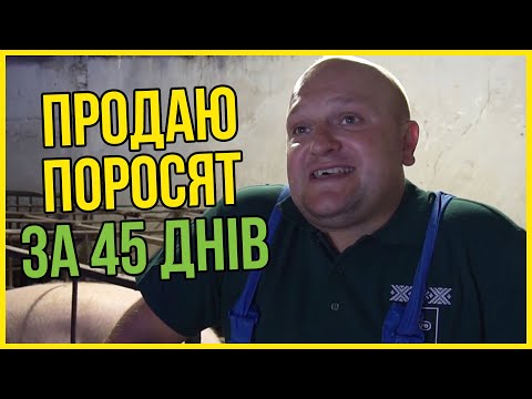 Видео: Як Швидко Відгодувати Поросят та Отримати Додаткові Прибутки?!