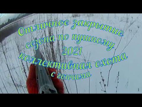 Видео: Отличное закрытие сезона 2021. Коллективная охота с гончими