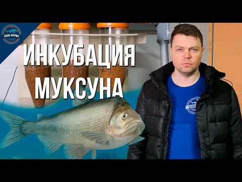 Видео: Инкубация муксуна на АкваФерме