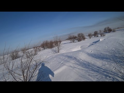 Видео: Охота на зайца 2024г. Лучшие моменты - первая часть.