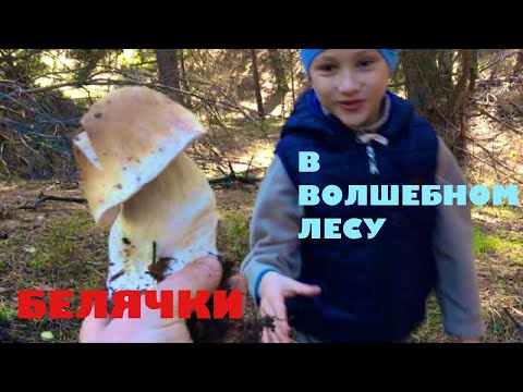 Видео: Белые грибы в волшебном лесу