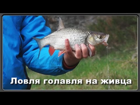 Видео: Ловля голавля на живца (рыбалка на весеннем сплаве)