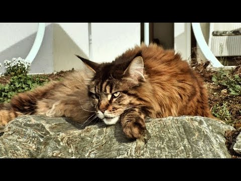 Видео: Кот Вилли пришел пожаловаться