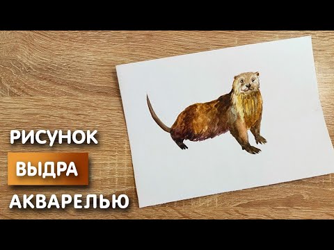 Видео: Как нарисовать выдру карандашом и акварелью начинающим | Рисунок для детей