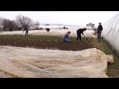 Видео: Таємниця овочевого бізнесу