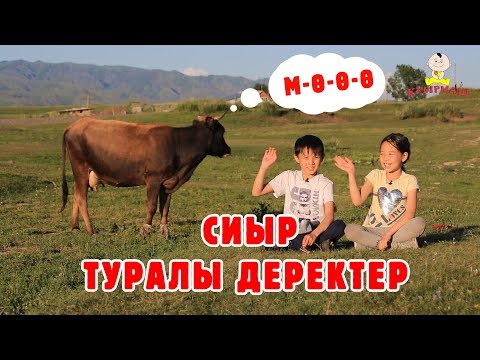 Видео: Факты про корову на казахском языке / Домашние животные
