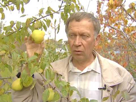 Видео: Лотенков яблоки, подготовка к зиме
