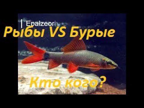 Видео: Бурые водоросли VS Рыбы-Водорослееды