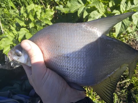 Видео: Ловля на фидер на р.Упа 10.05.2021