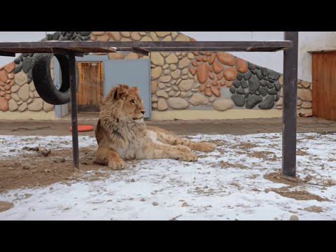 Видео: Львенка Шерхана не пускают домой. Забег с тигрицей.