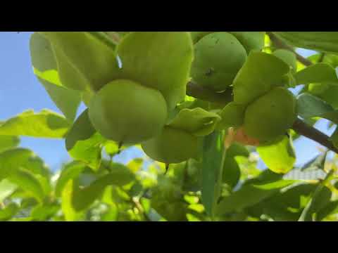 Видео: Как спасти хурму от осыпания