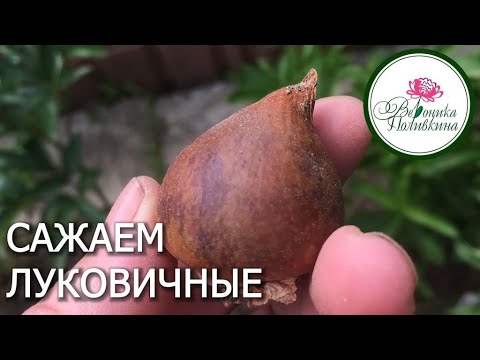 Видео: Осенняя посадка луковичных цветов