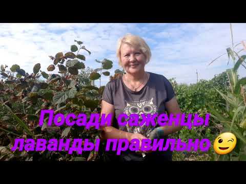 Видео: Как правильно посадить саженцы лаванды