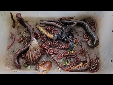 Видео: Ловите чувствительных насекомых и наземных клопов, краснопятнистую многоножку, скорпиона, гигантс...