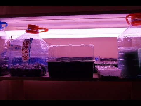 Видео: РАССАДА 2016 г  Ч. 1. СЕЕМ ЗЕМЛЯНИКУ, ГВОЗДИКУ!