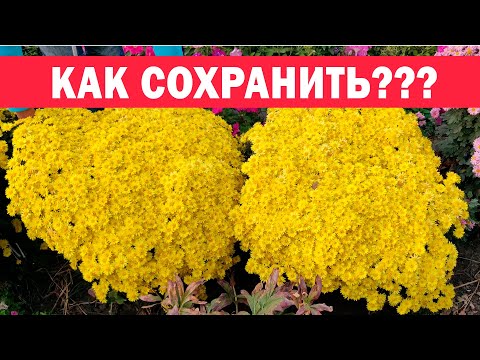 Видео: 100% способ!!! Как правильно укрыть хризантемы на зиму что бы они не вымерзли?