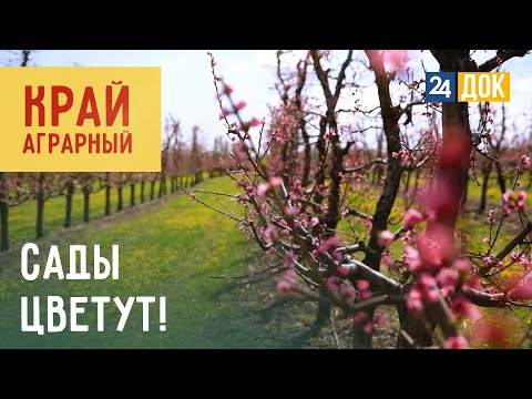 Видео: Как кубанские яблоки летали в космос? Край аграрный 2.0.24