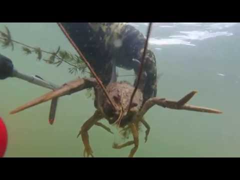 Видео: Нырялка в Жостово на карьере 10.07.2016г.