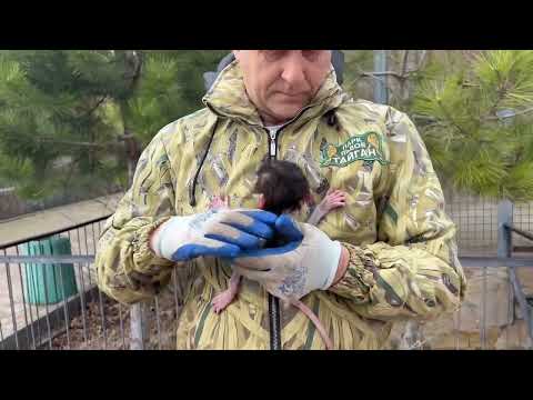 Видео: Самец гамадрил чуть НЕ УБИЛ малыша! Так в нашей жизни появился Степка!
