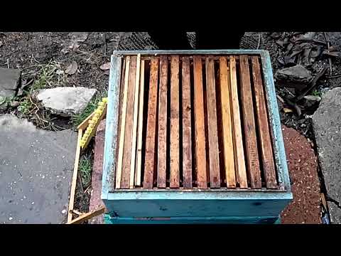 Видео: Как получить качественных маток .
