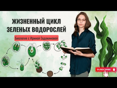 Видео: Жизненный цикл зеленых водорослей