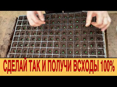 Видео: ТЕХНОЛОГИЯ ФЕРМЕРА || ПОСЕВ ДЫНИ // Farmer technology|| SOWING MELON SEEDS - with english subtitles