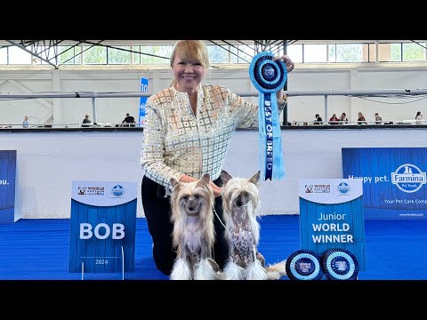 Видео: Elena Incanto Del Mondo kennel в прямом эфире!