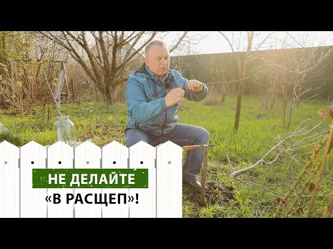 Видео: Почему НЕ СТОИТ делать прививку В РАСЩЕП (основные минусы и неудобства)