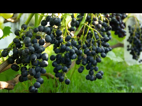 Видео: Техническая и фенольная зрелость винограда. Как определить и для чего это нужно