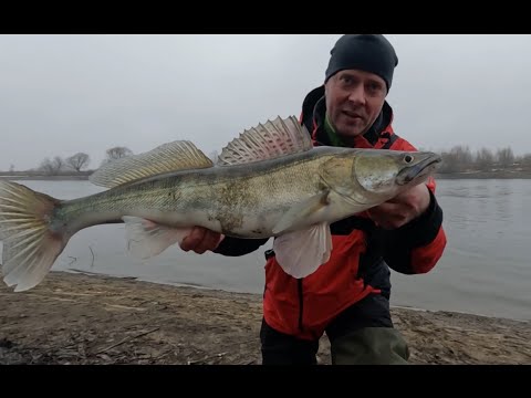 Видео: ДЖИГ! Трудовые рыбалки в январе, рыбалка в оттепель! Москва-река, Зимний спиннинг!