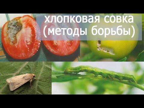 Видео: ХЛОПКОВАЯ СОВКА