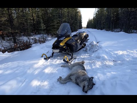 Видео: Отлов 14-22 марта