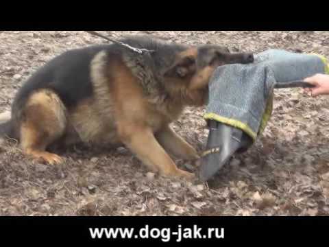 Видео: немецкая овчарка 12 мес. занятия на охрану за 1 месяц