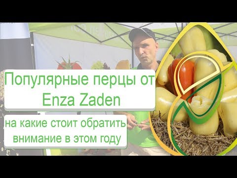Видео: Популярные перцы от Enza Zaden (на какие стоит обратить внимание в этом году)