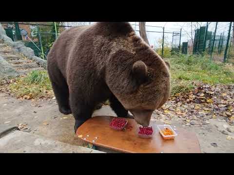 Видео: Какие ягоды выберет медведь Мансур?