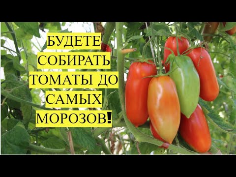 Видео: СДЕЛАЙТЕ ЭТО И БУДЕТЕ ЕСТЬ ТОМАТЫ С КУСТА ДО САМЫХ МОРОЗОВ!