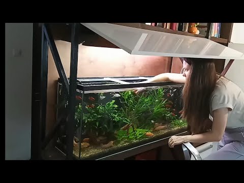 Видео: Зачем мучаетесь с внутренним фильтром? Купите внешник!