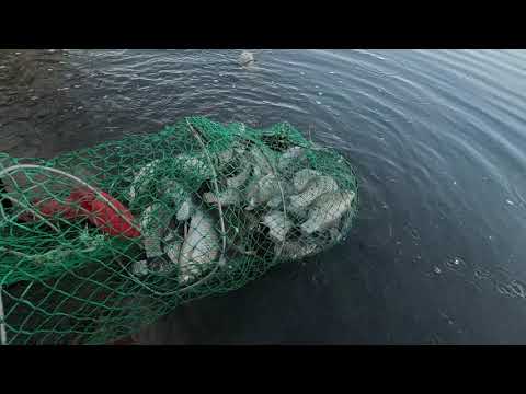 Видео: Сырдарья Арена, караси полные садки.