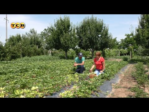 Видео: Секреты клубничной грядки. 6 соток 19.06.2017