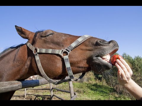 Видео: Чем кормить лошадь.