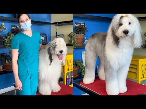 Видео: Ручные ножницы для староанглийской овчарки