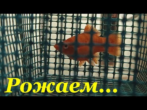 Видео: Меченосец беременная самка Разведение меченосцев Мальки меченосцев