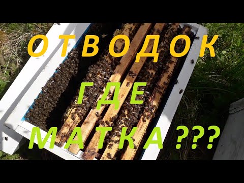 Видео: 🐝Отводок без поиска матки🍯