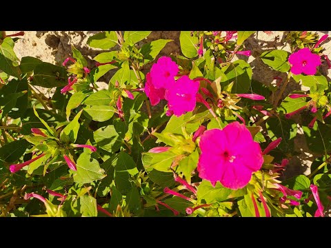 Видео: ТИХАЯ ИСТЕРИКА (1)