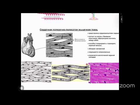 Видео: Влад