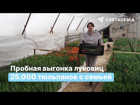 Видео: Пробная выгонка тюльпанов | 25.000 луковиц с семьей в Волгограде