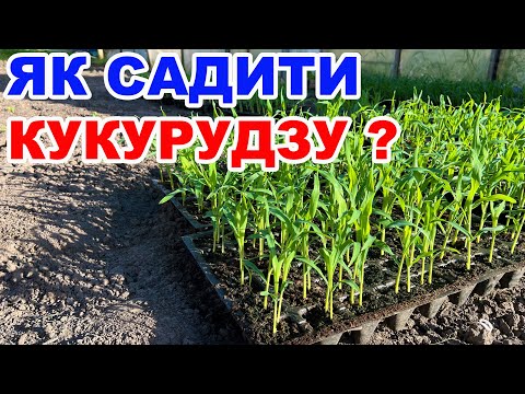 Видео: Найсмачніша кукурудза та схема посадки